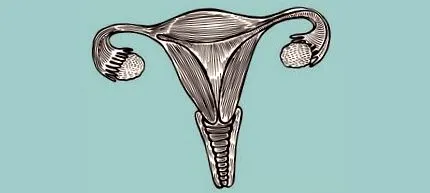 uterului