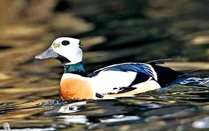 Steller Eider