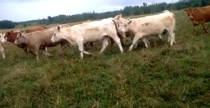 húsmarhák