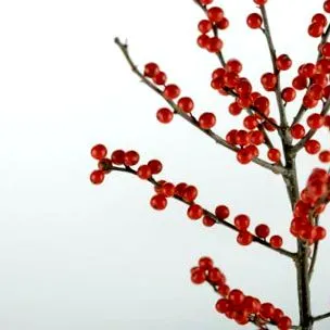 goji elleni