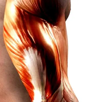 hipertrofia
