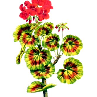esențial