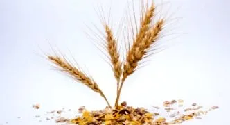 grâu uleiul