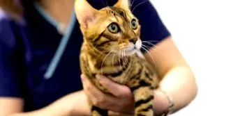 purina