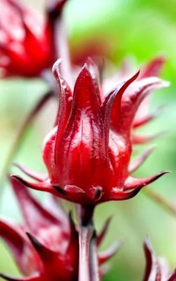 hibiszkusz karkade