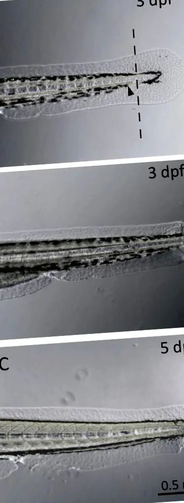 личинок 3dpf