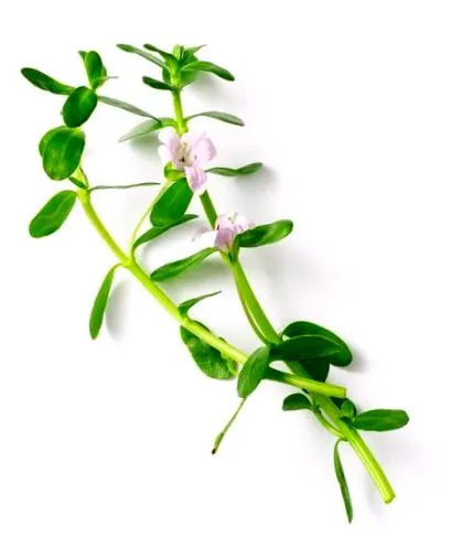 griffonia 5htp