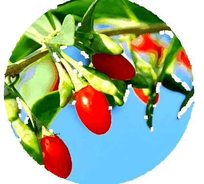 goji
