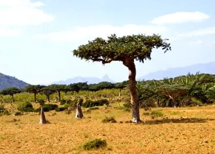 commiphora