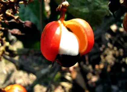 amazonia guarana