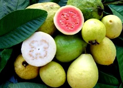 guava cele