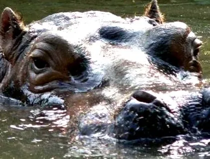 amphibius animale