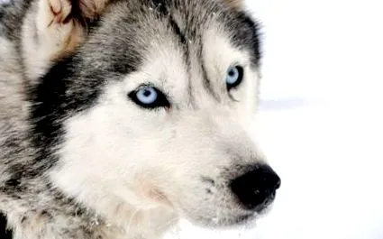siberian