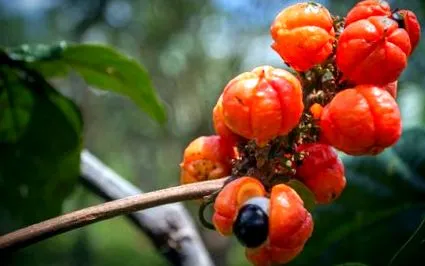 guarana suprimă