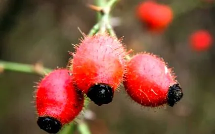 növények goji