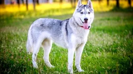 siberian
