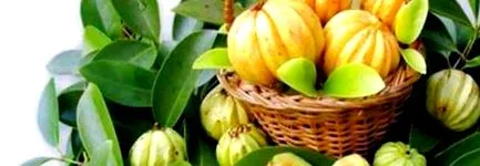 cambogia
