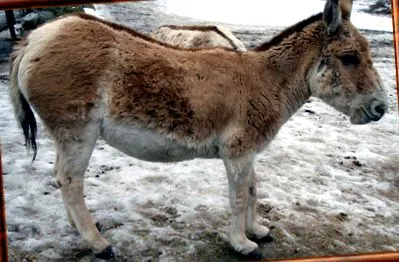 türkmén