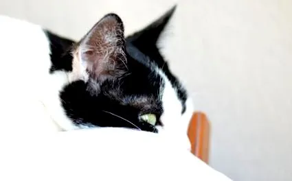 adoptat pisica