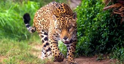 panthera