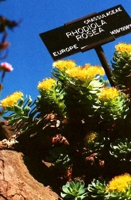 rosea rhodiola