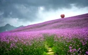 verbena