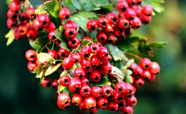 hawthorn