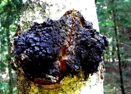 chaga