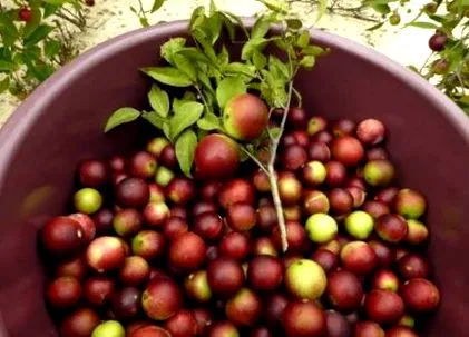 camu-camu csoportban