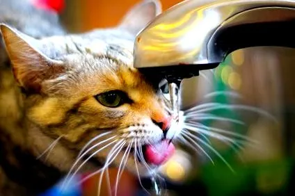 котів