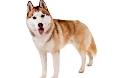 husky