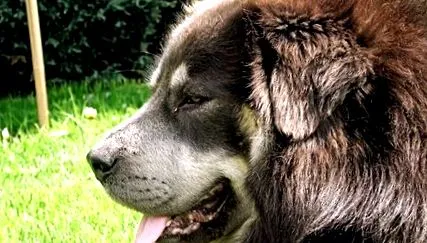 mastiff