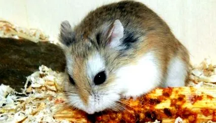 crește