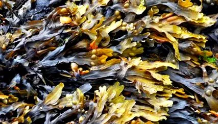 fucus