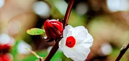 roselle
