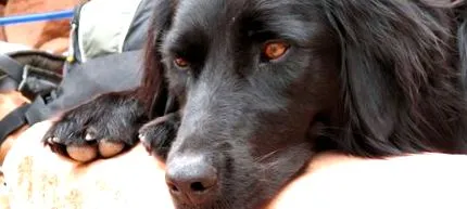 boala