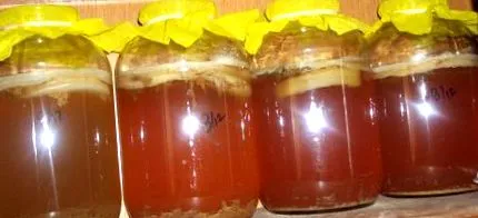 kombucha