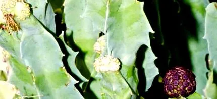 caralluma