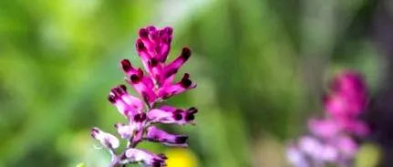 fumitory