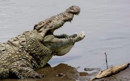 crocodili