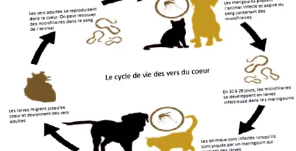 coeur