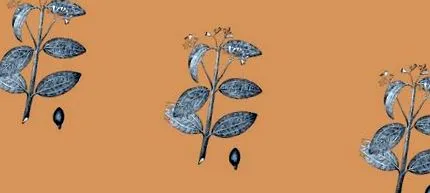ceylon