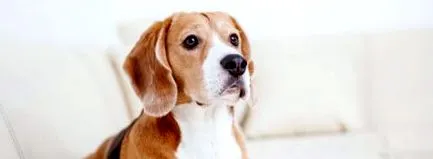 кашлю