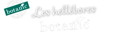 hellebores