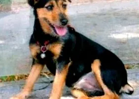 Jagd terrier