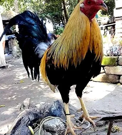 хранене