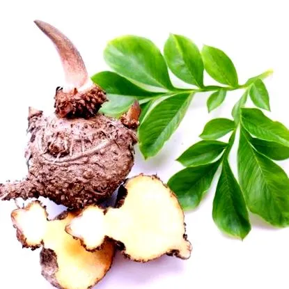 konjac