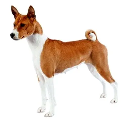 purina