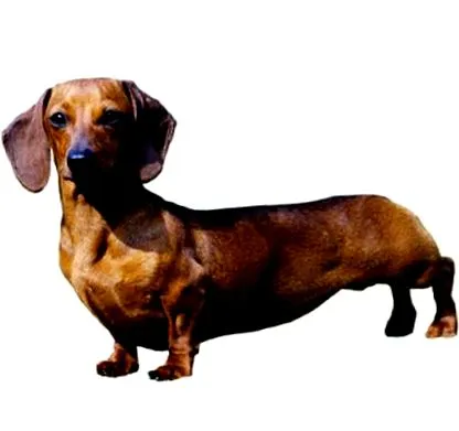 purina
