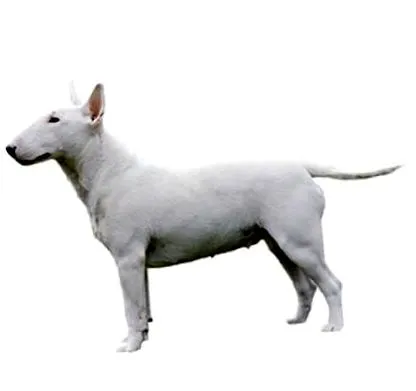 purina